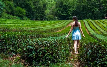 Tea Garden Walks