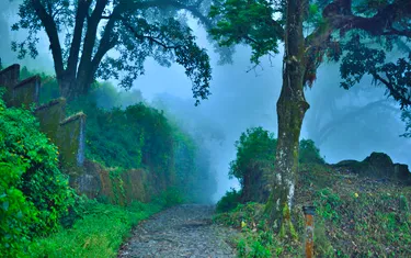 Dow Hill Forest